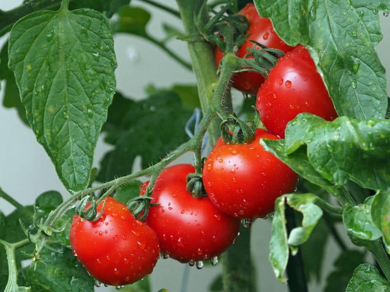 Tomatos